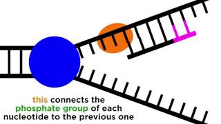 Nucleosides vs Nucleotides Purines vs Pyrimidines  Nitrogenous Bases  DNA amp RNA [upl. by Wilma]