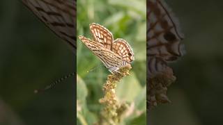 Leopard butterflyCigaritis acamastawnysilverflyarthropodainsectabiodiversitylepidoptera [upl. by Conal25]