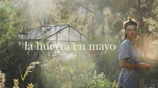 Plantas Parásitas y Cultivos de Verano  El Huerto en Mayo [upl. by Bouchard]