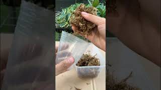 Growing Orchids In Water Tips On Propagating At Home gardening [upl. by Notnyw796]