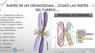 Partes de un cromosoma clasificación según el centrómero y qué son las alteraciones cromosomales [upl. by Notyep308]