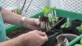 Taking Dahlia Cuttings [upl. by Nadya214]