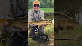 Fishing Barbel in Swiss River Catch amp Release fishing [upl. by Namharludba]