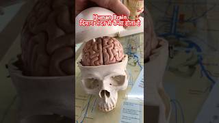 Human Brain । इंसान का दिमाग अंदर से कैसा होता है shorts viral [upl. by Graniah655]