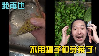 381 罐子芽菜vs叫兽芽菜，我才是真正的芽菜之王有木有？真正省心、省力、省钱的芽菜种法  投笔从农朱叫兽 [upl. by Kakalina345]