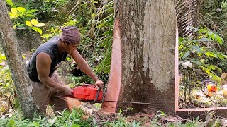 Cutting Mahogany amp Special Teak Trees  Chainsaw Husqvarna 395 XP 30 inc STIHL bar [upl. by Abil]