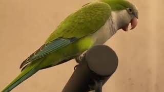 the monk parakeet talk with human [upl. by Rudolf]