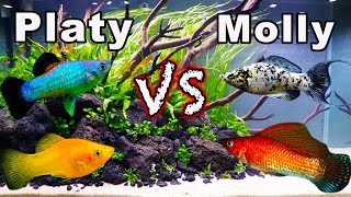 Platy vs Molly Fish Consider These Aspects BEFORE You Buy [upl. by Sergius]