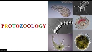 What is Protozoology [upl. by Ialohcin99]