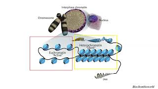 Differences between EUCHROMATIN and HETEROCHROMATIN [upl. by Eamanna929]