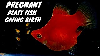 Red Platy Fish Balloon Giving Birth to 20 babies  Pregnant Red Balloon Platy Fish fishbreeding [upl. by Ney]