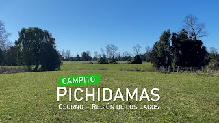 CAMPITO PICHIDAMAS  OSORNO  REGIÓN DE LOS LAGOS [upl. by Droffilc165]