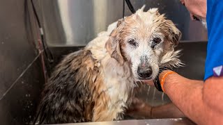 Perro abandonado recibe el primer baño de su vida [upl. by Are]