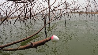 Veja a bóia afundar Pescaria caipira no Rio turvo Gigantes engolindo a Isca viva [upl. by Metah236]