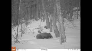 Brown bear Amur tiger Ussuri wild boar and Elk [upl. by Orms]