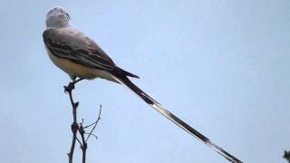 Scissortailed flycatcher [upl. by Pepin]