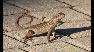 Curlytailed Lizard Leiocephalus carinatus by Antonio Silveira [upl. by Merola]