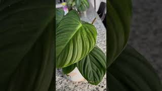 Philadendron Petiole houseplants houseplantlover plantlover houseplantslover [upl. by Eshman]