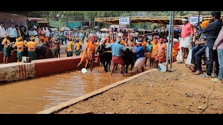 Kambala Start  Kakyapadavu Sathya Darma Kambala  2024 [upl. by Acinomahs]