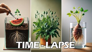 964 days in 30 mins  growing plant time lapse compilation greentimelapse gtl timelapse [upl. by Alysoun]