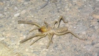 מבעיתן עכשוב מהסוג גליאודס מתרוצץ  Camel spider Galeodes sp crawling around [upl. by Gladstone]