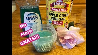 How To Get Rid of Gnats Inside The House [upl. by Dareece]