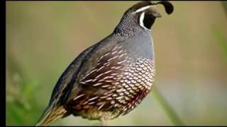 Lake Okareka NZ quotThey all came Running The Californian Quails in our Garden [upl. by Laeno]