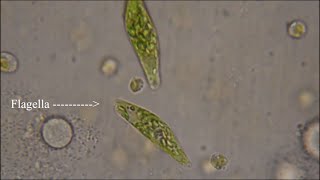 Euglena  The Flagellate [upl. by Dionisio]