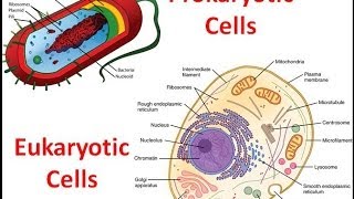 Prokaryotes vs Eukaryotes [upl. by Lhamaj687]