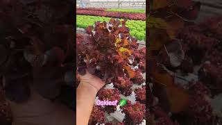 Red oakleaf lettuce 🥬 [upl. by Anitsirk]