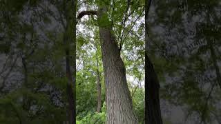 Identifying Honey Locust tree [upl. by Glimp761]