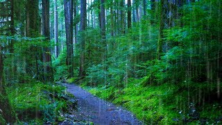 Sleep Study or Focus with Rain Sounds in The Woods White Noise  10 Hours [upl. by Notnert]