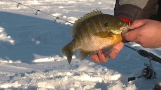 Turtle Mountain Bluegills [upl. by Anahsor531]