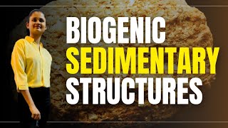 Biogenic sedimentary structure  biogenic sedimentary geology [upl. by Ender]