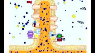 Electron Transport System of the Mitochondria [upl. by Siahc]