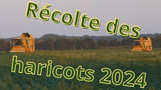 Récolte des haricots 2024 [upl. by Powell362]