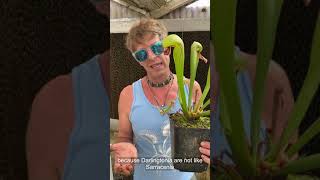 Cobra Plant Darlingtonia Care and Seed Sowing [upl. by Eiramik]