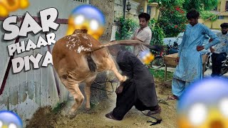 Qasai ka sar phaar diya 😱😱Dangerous Cow Qurbani bakra eid 2023 [upl. by Balfour]