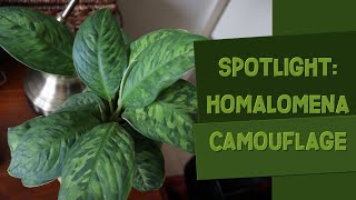 Homalomena wallisii Camouflage Spotlight Care Guide amp Tips [upl. by Lisle200]