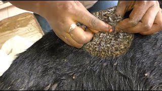 Help Dog Remove maggot from dog skin Ep37 [upl. by Gebhardt]