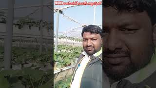 Wafra ఏరియాలో భారతీయ కార్యాలయం క్యాంపింగ్ 29112024 [upl. by Oiredised]