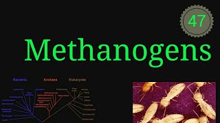 Methanogens microbiology microbes bacteria archaebacteria educationalvideo EnteMicrobialWorld [upl. by Whetstone]