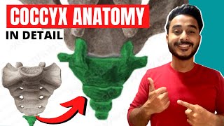 coccyx anatomy  anatomy of coccyx vertebrae bone anatomy [upl. by Ellynn]