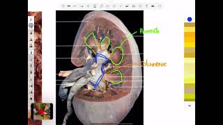 Clase 16 de anatomia bloque 3uréteres [upl. by Nollad]