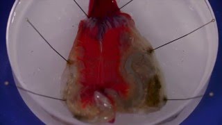 How to dissect a solitary ascidian [upl. by Ule]