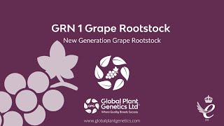 GRN1 Rootstock [upl. by Alasteir]