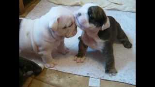 4 week old English bulldog pups trying to walk and play [upl. by Aelgna696]