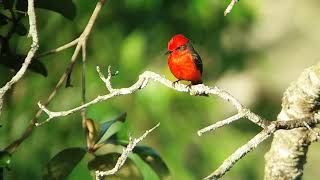 Vermillion Flycatcher Pyrocephalus rubinus Crooked Tree Belize February 12 2018 [upl. by Sewell]