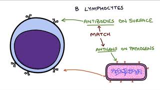 Understanding the Cells of the Immune System [upl. by Broddy]