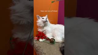 Cats at petland 🧿pets petland canada snow cat travelalbertaadoption [upl. by Phelgon977]